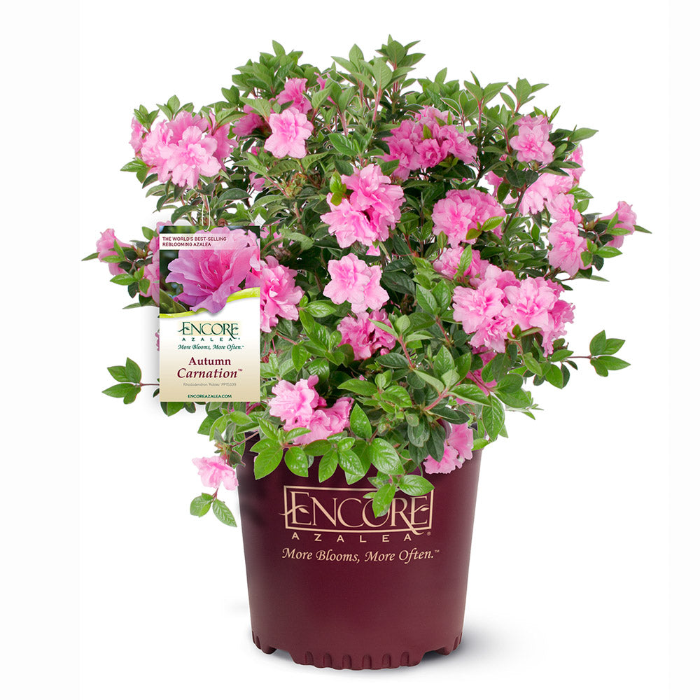Azalea Encore Autumn Carnation