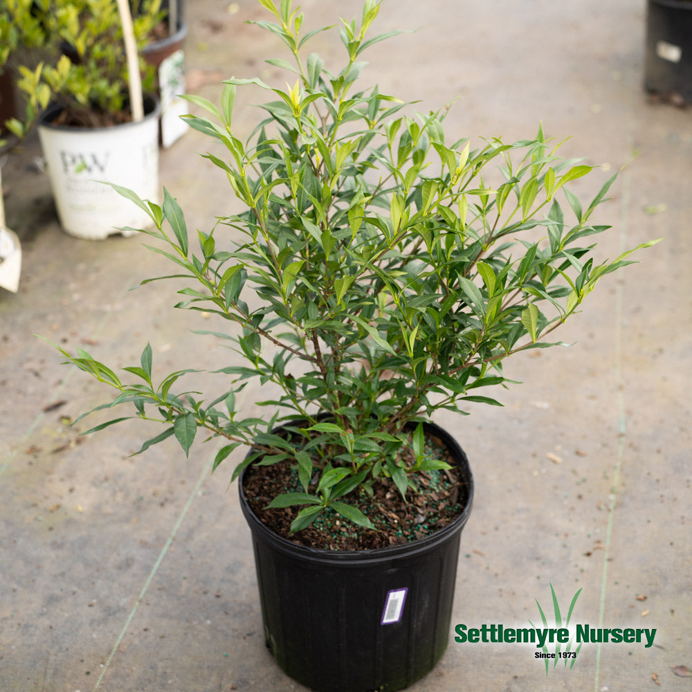 Gardenia Frost Proof