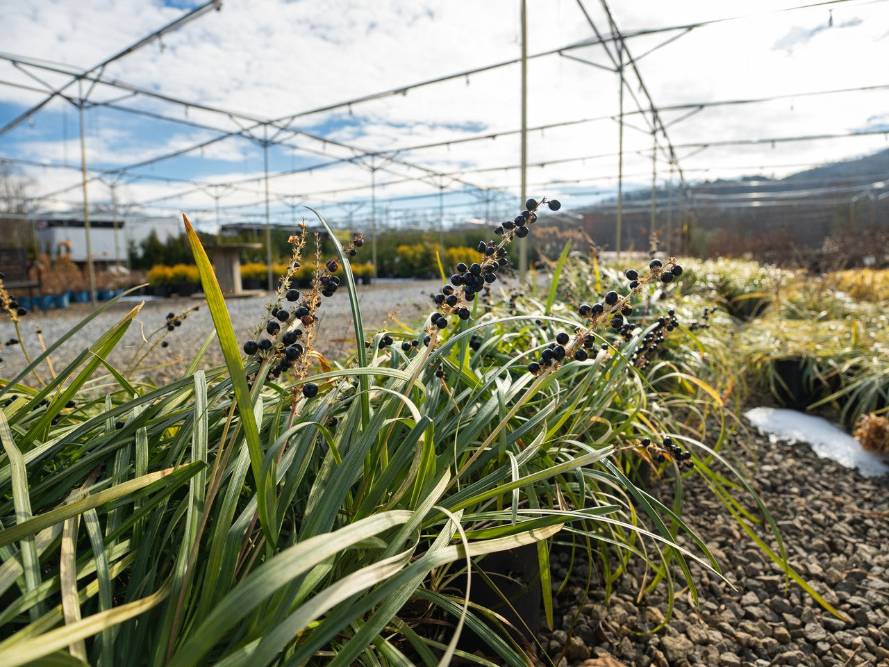 Big Blue Monkey Grass | Liriope
