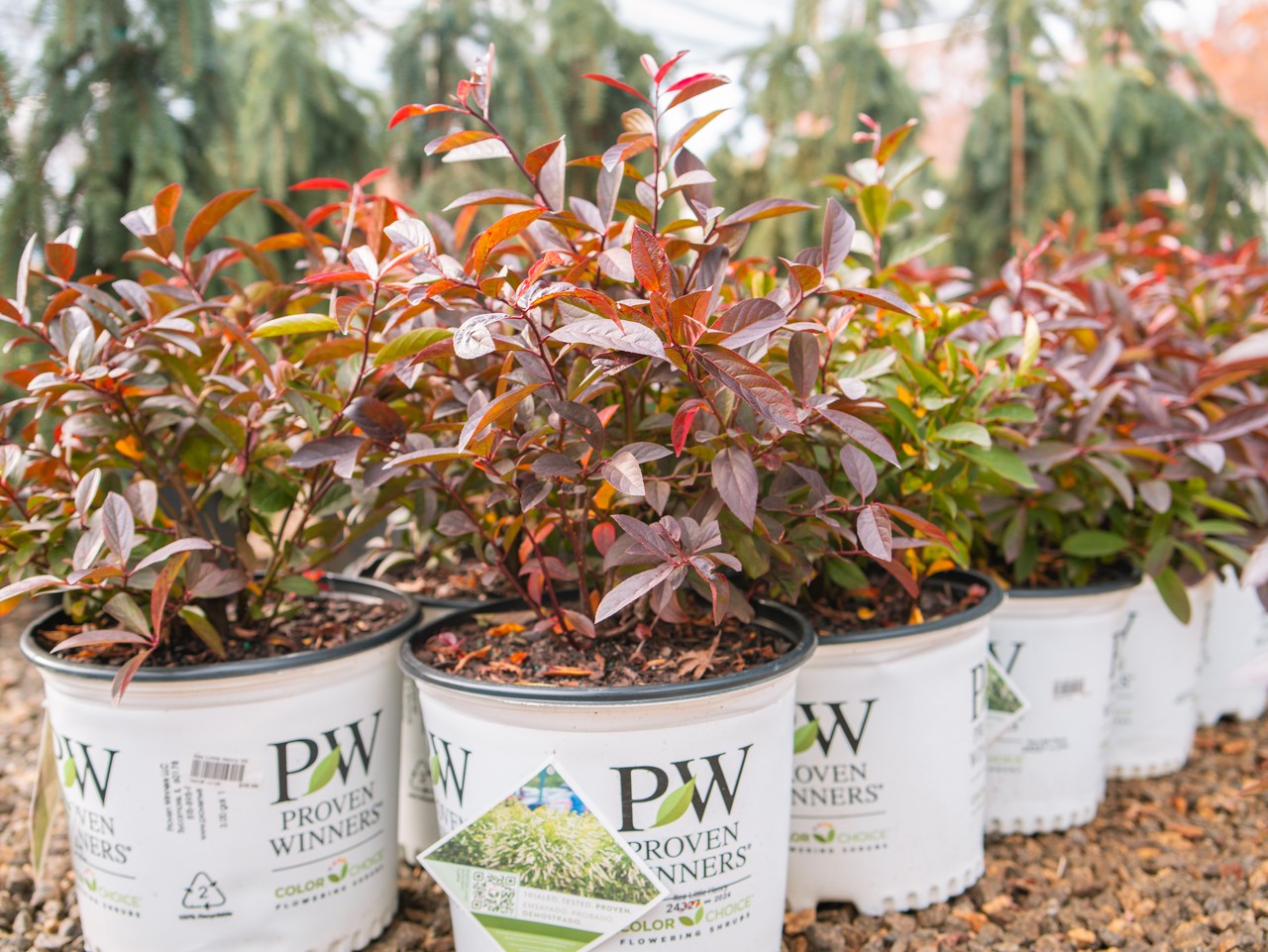 Itea Little Henry 3 Gallon Proven Winners