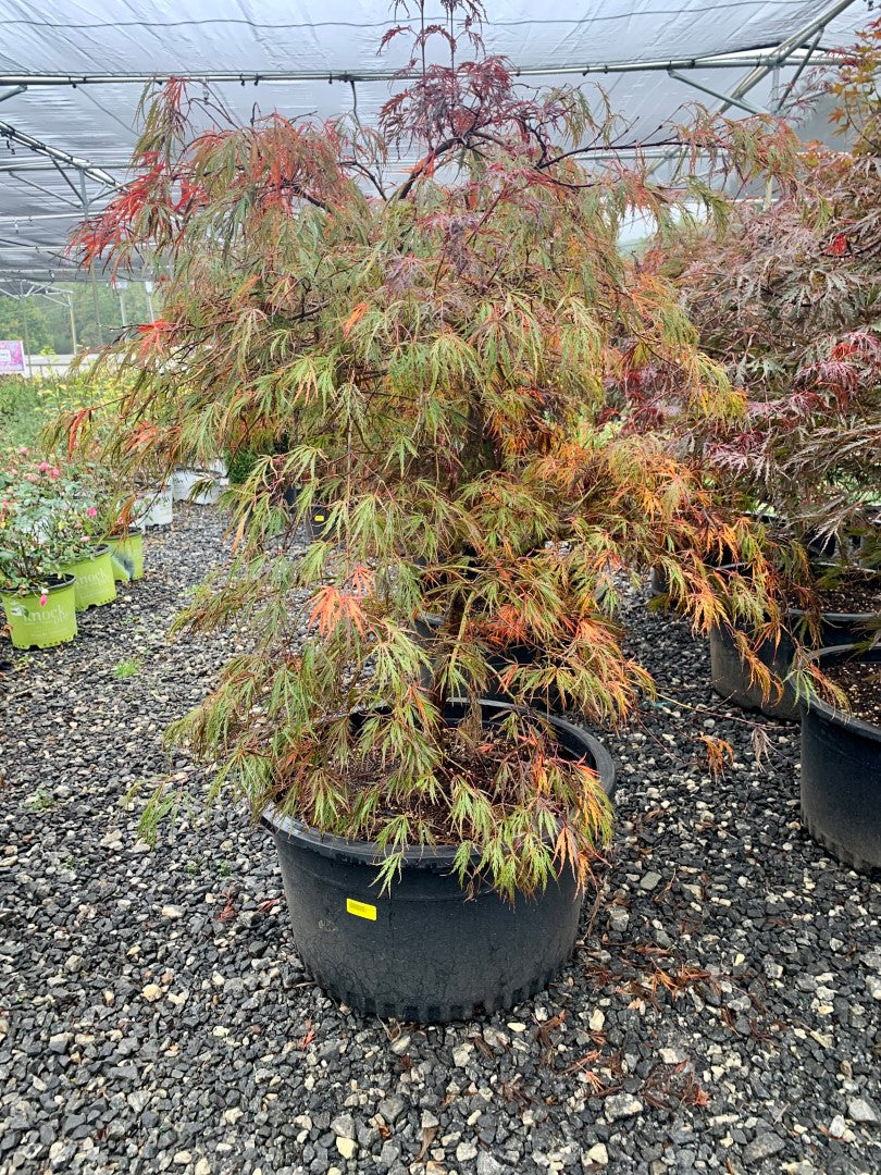 Crimson Queen Japanese Maple