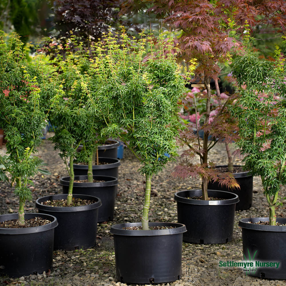 Shishigashira Japanese Maple