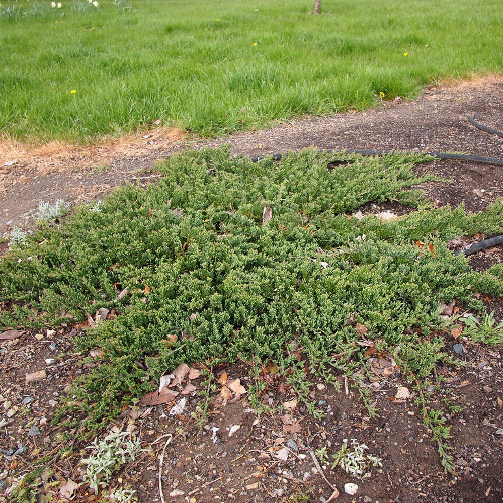 Close-up of Blue Rug Juniper's fine foliage, a popular choice for ground cover.