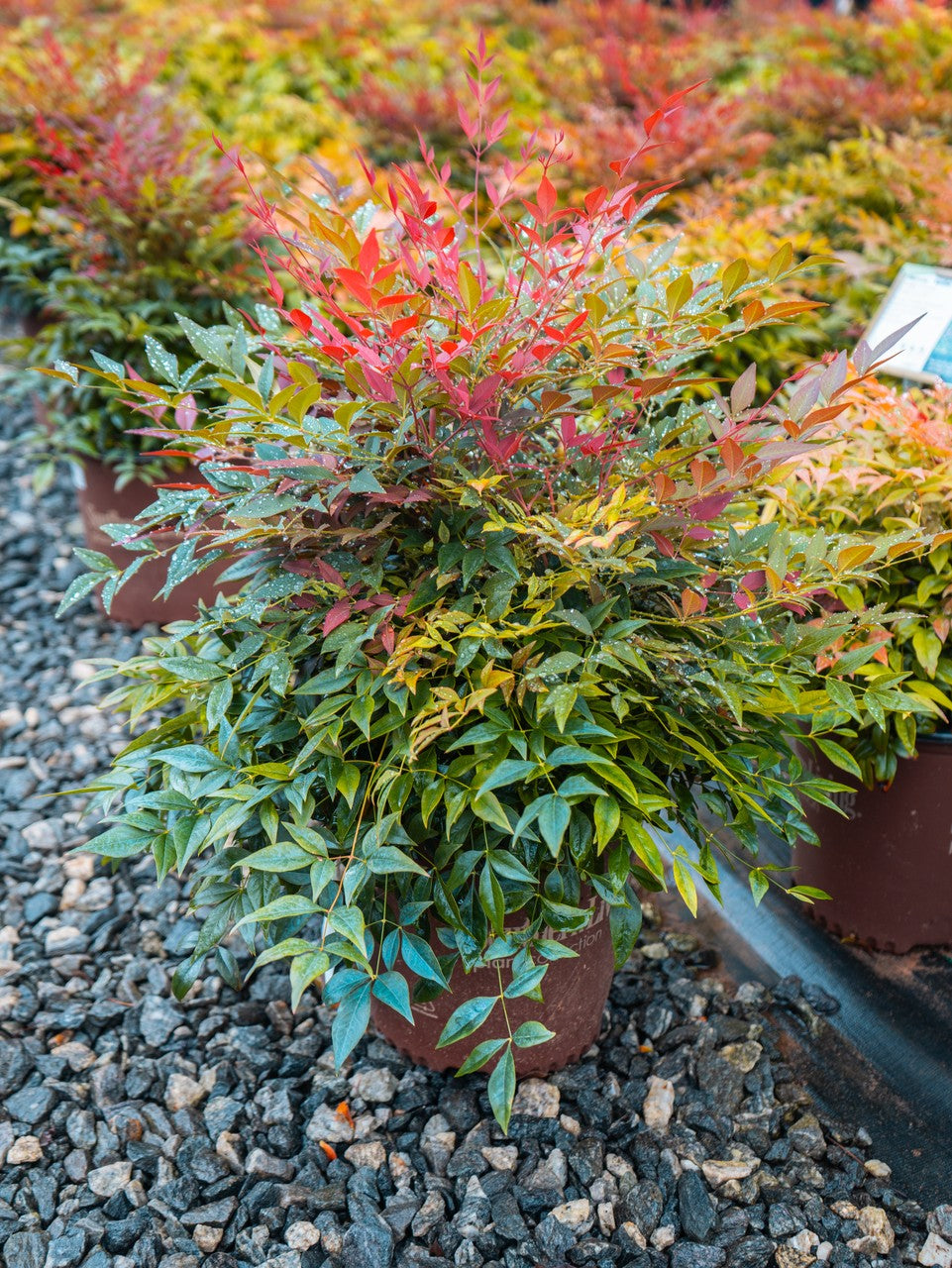 Nandina Obsession