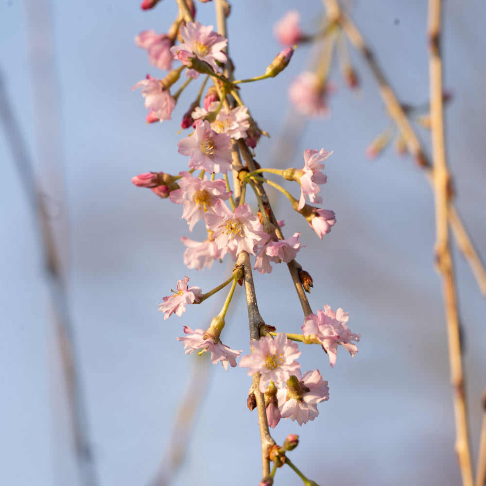 Weeping Cherry PINK 15 Gallon