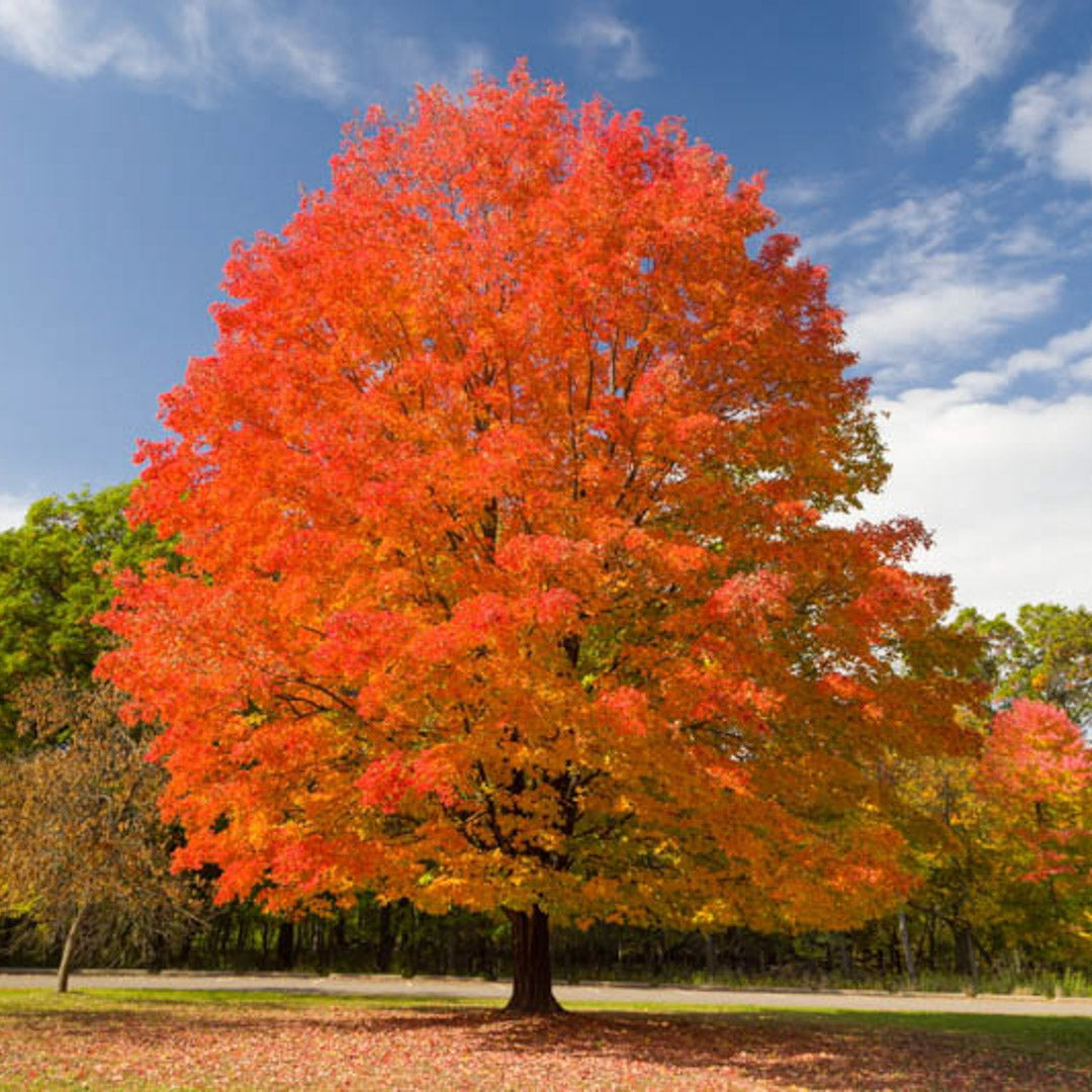 B&B Sugar Maple Tree
