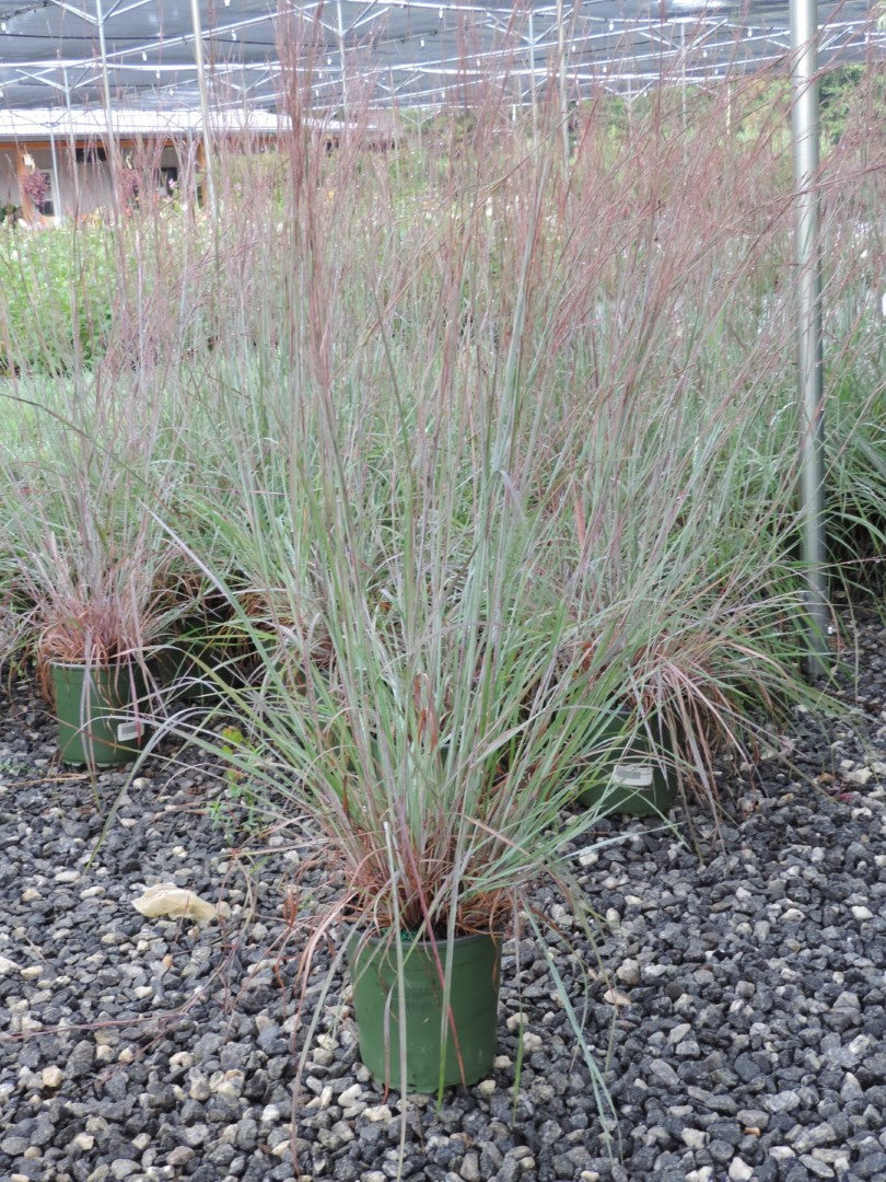 Grass Twilight Zone Bluestem 1 Gallon
