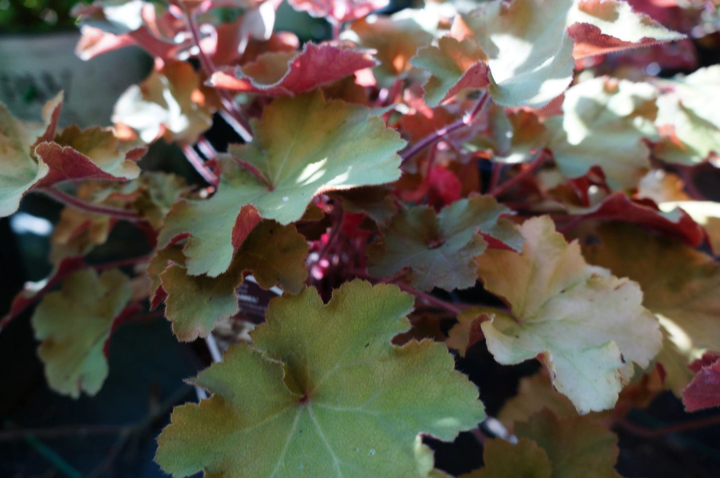Heuchera Caramel 1 Gallon