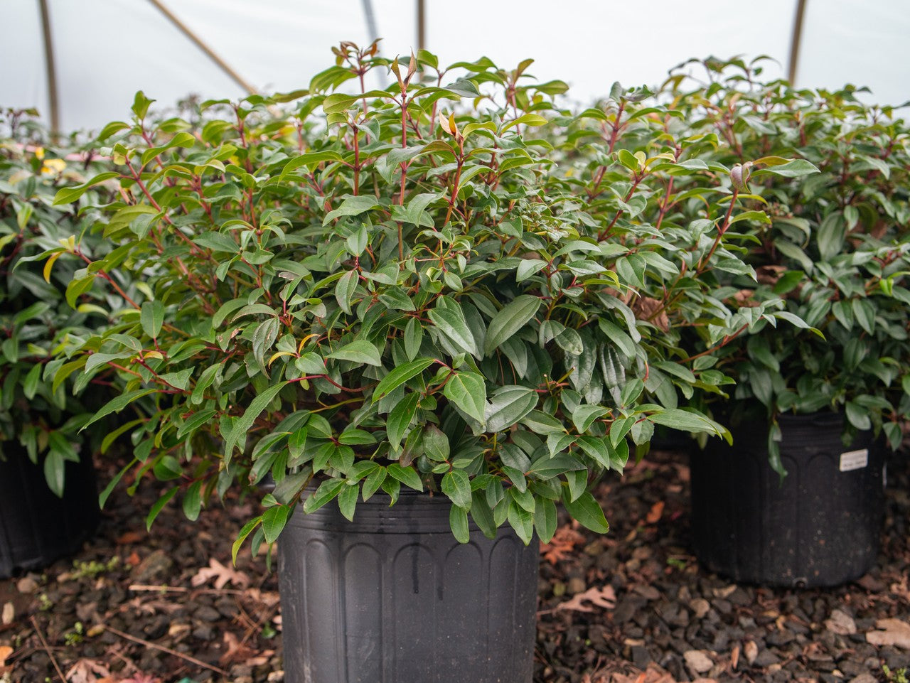 Viburnum Moonlit Lace 1 Gallon