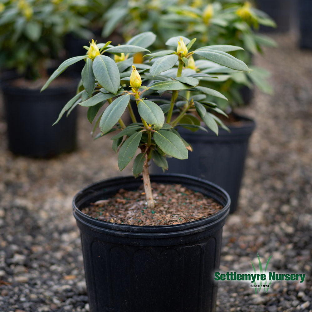 English Roseum Rhododendron