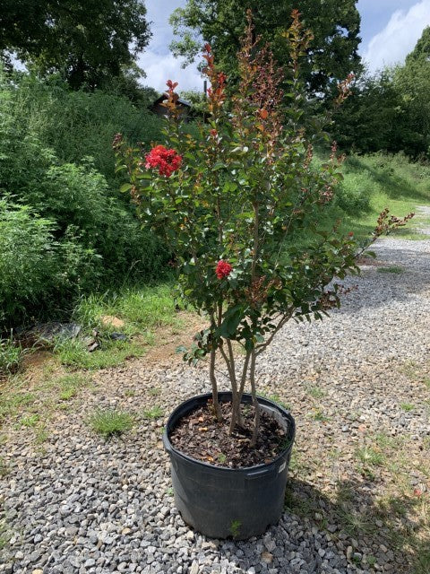 Dynamite Red Crape Myrtle Tree