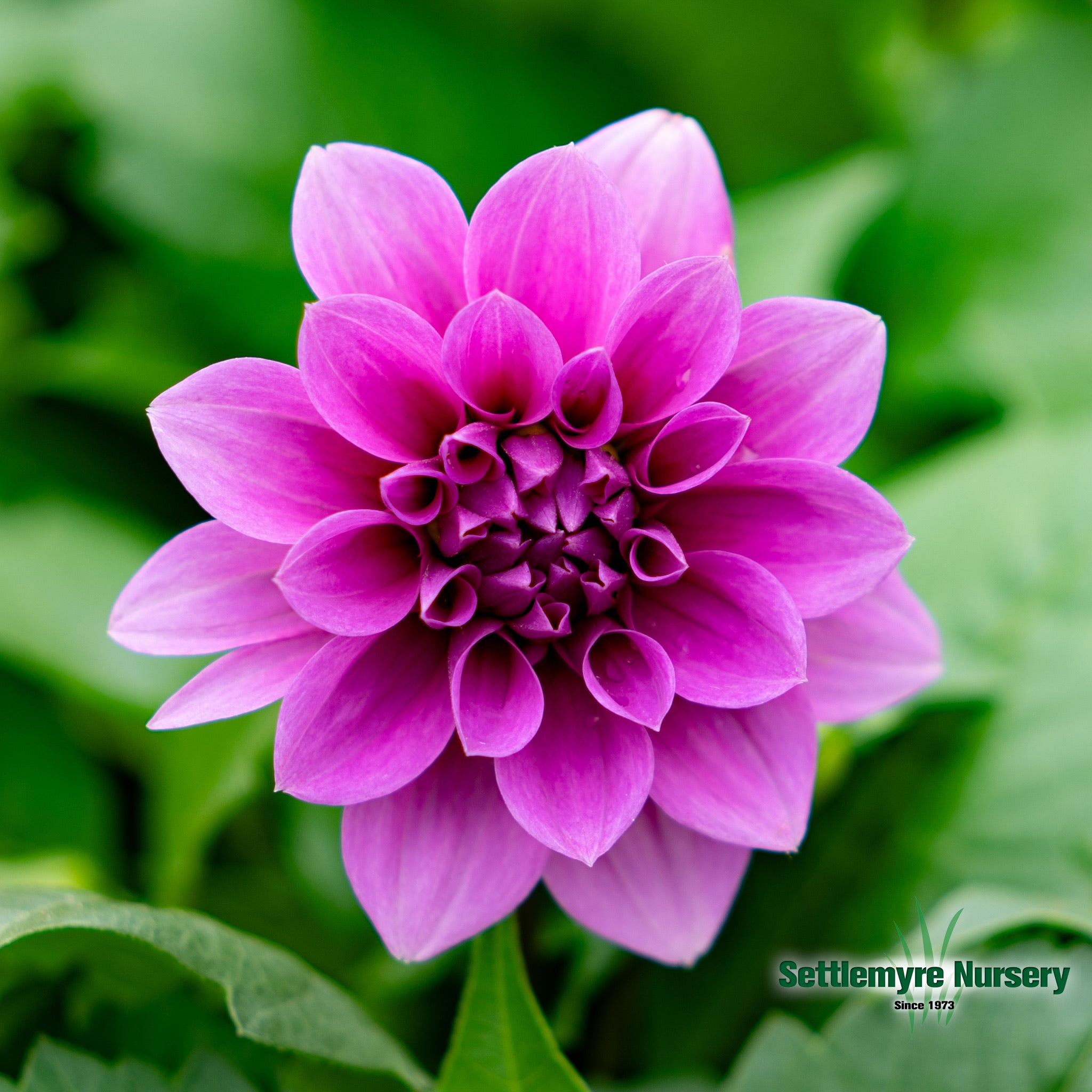 Dahlia Assorted 1 Gallon Annual Flowers Settlemyre Nursery 5795