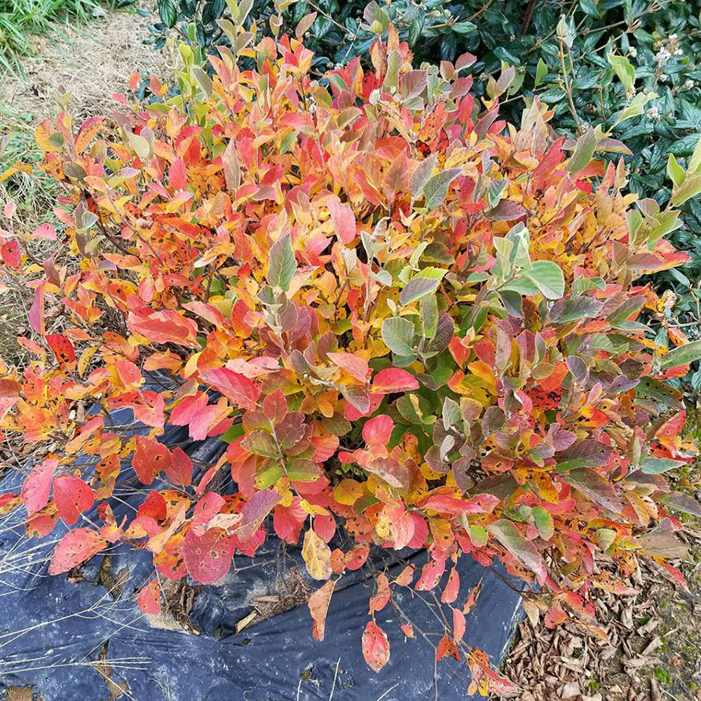 Fothergilla Legend of The Small 2 Gallon Proven Winners