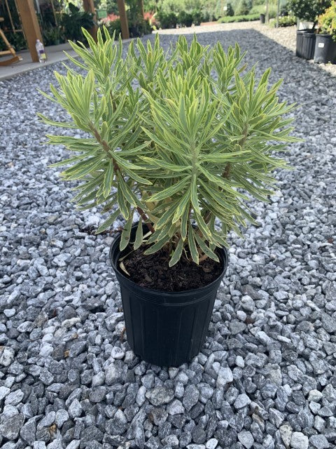 Euphorbia Rainbow 1 Gallon