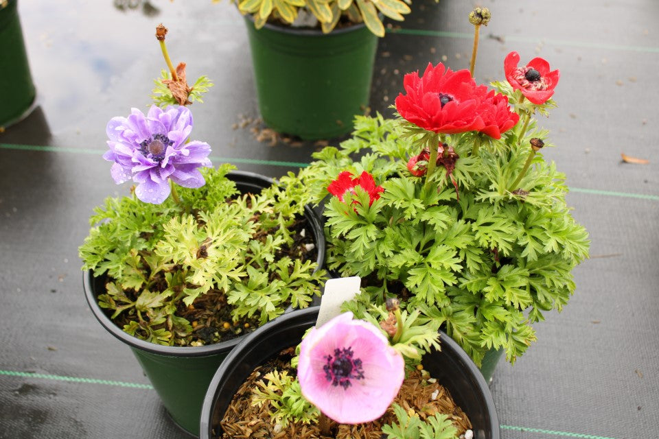 Perennial Anemone 1G