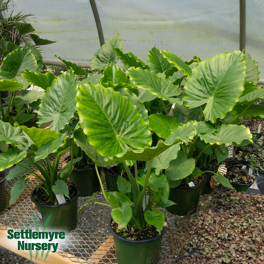 Annual Elephant Ears Assorted 1 Gallon