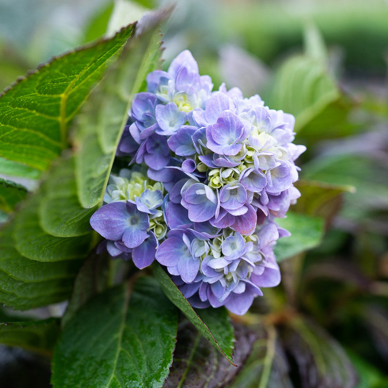 Hydrangea Endless Summer Original