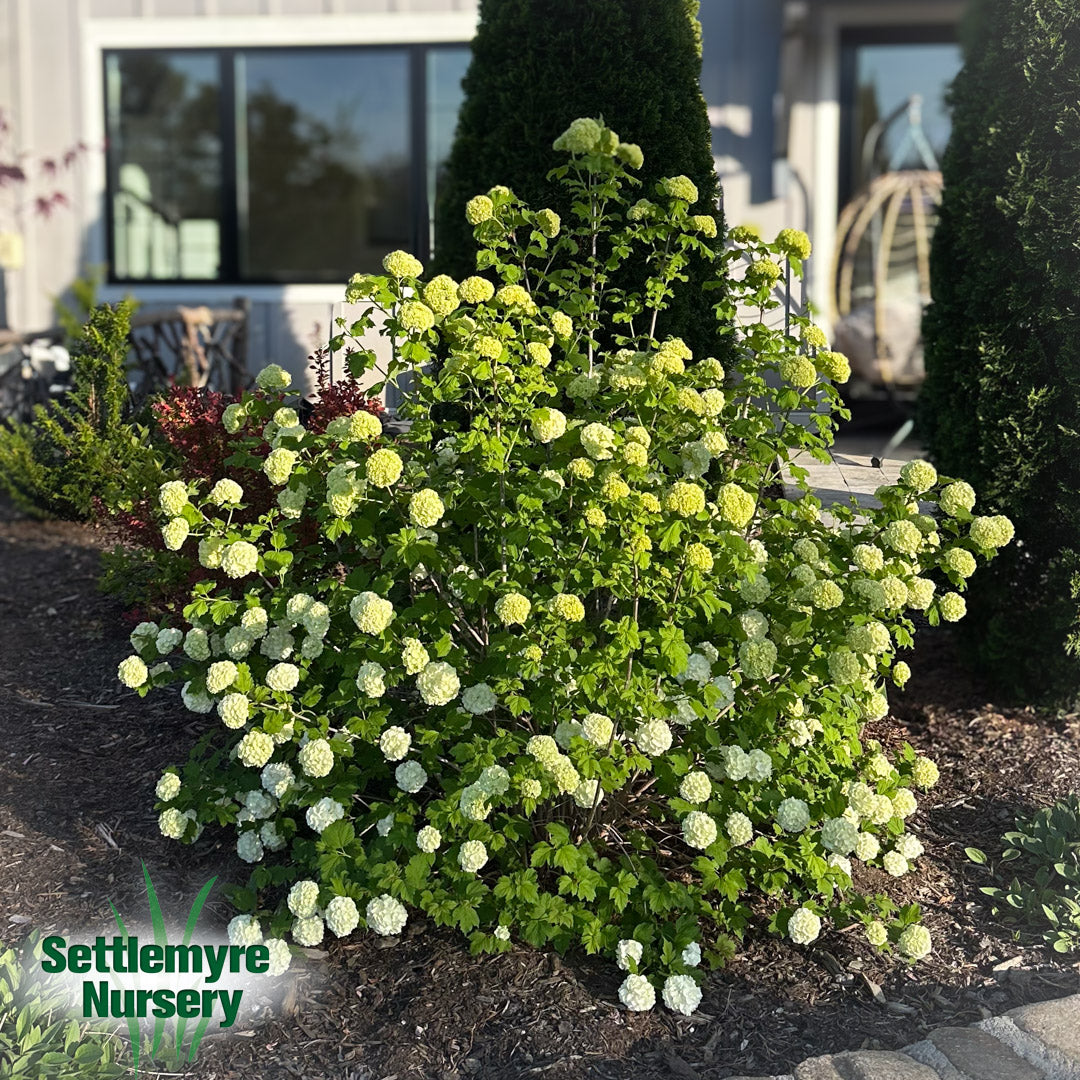 Snowball Bush Dwarf Viburnum