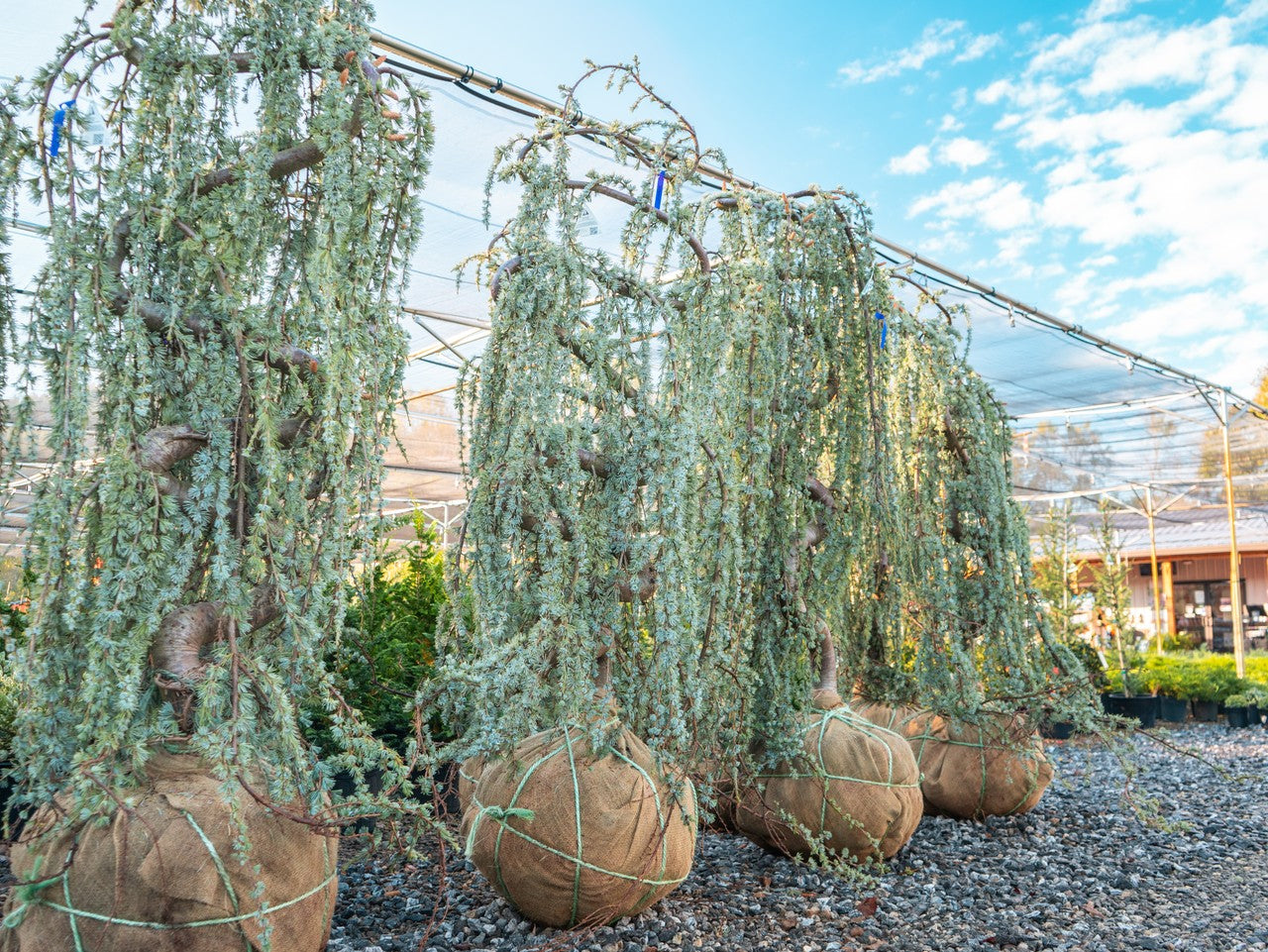 Weeping Atlas Cedar