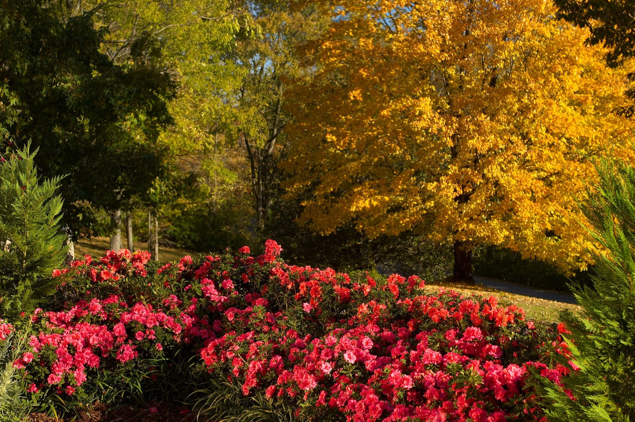 Azalea Encore Autumn Empress