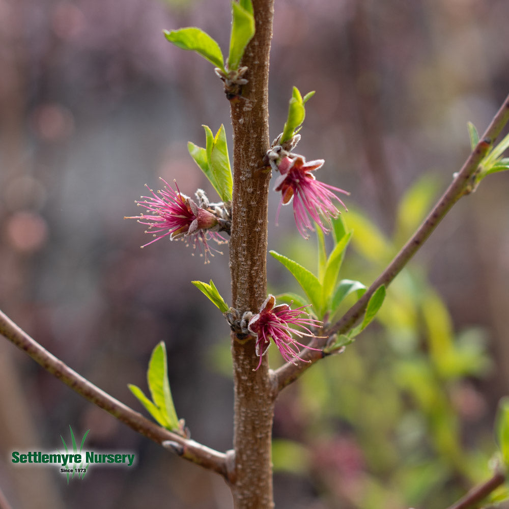 Peach Tree Tex Star 5 Gallon