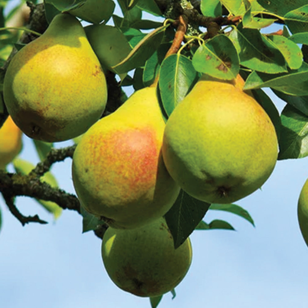 Pear Tree Ayers 5 Gallon