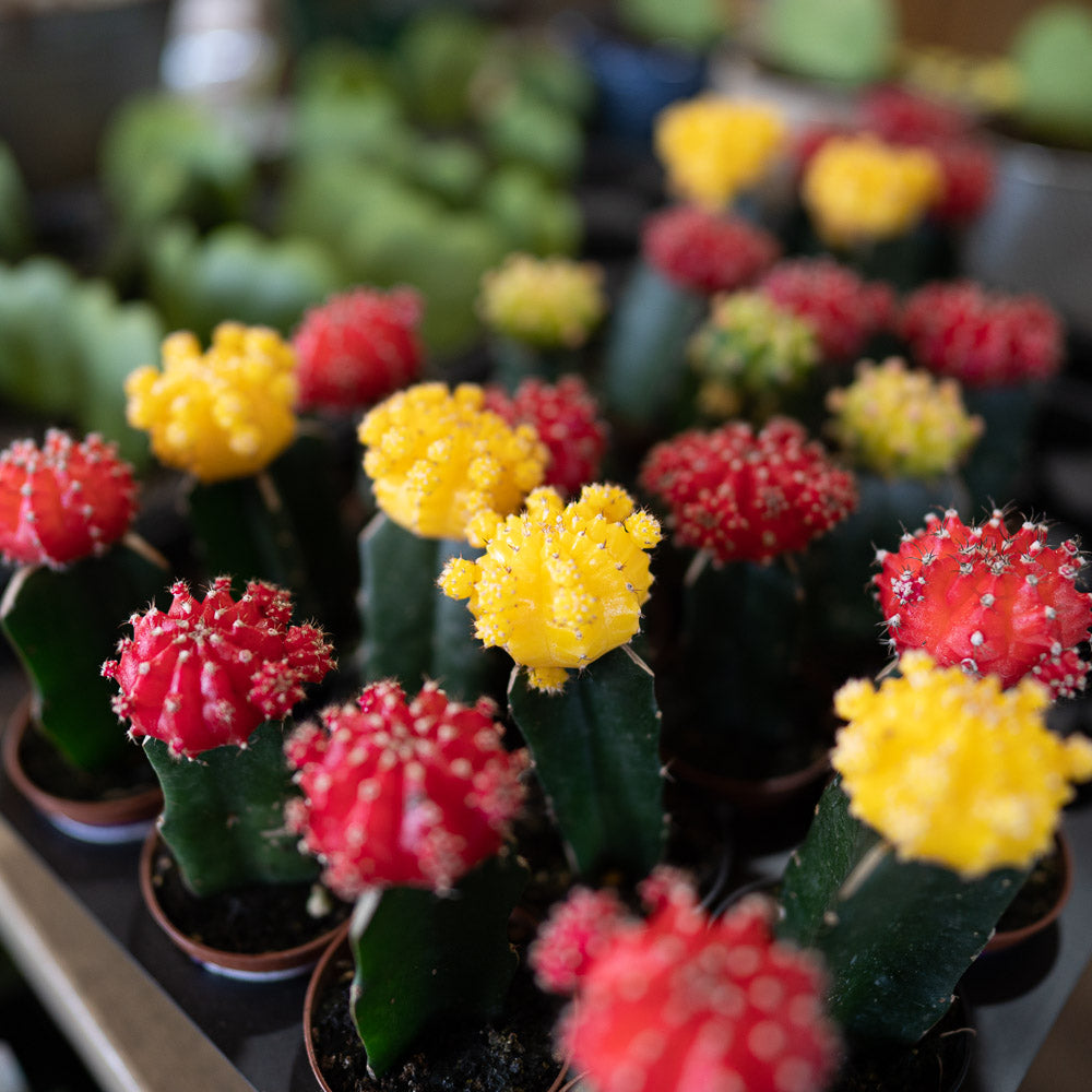 Grafted Moon Cactus