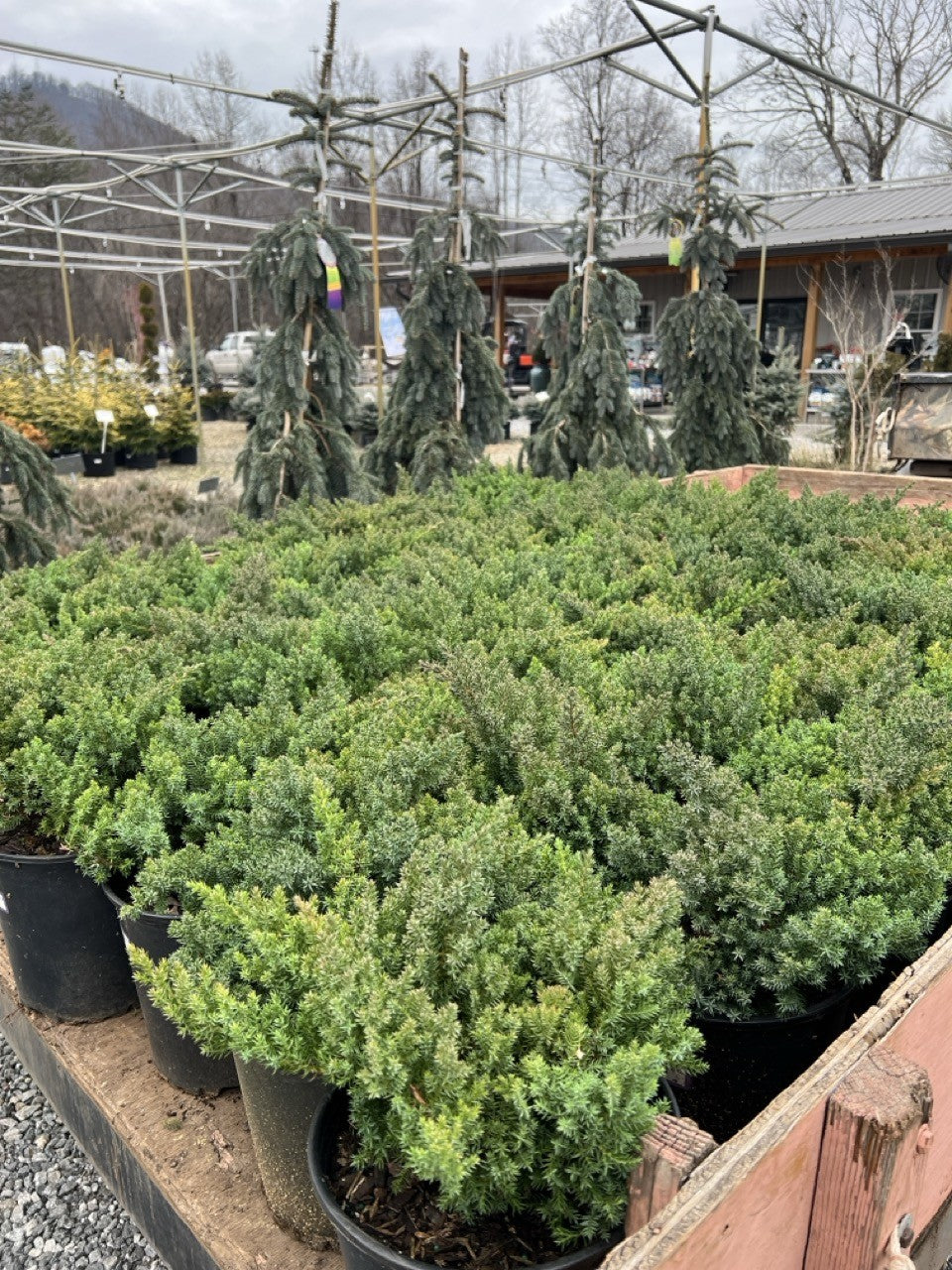 Juniper Procumbens Nana