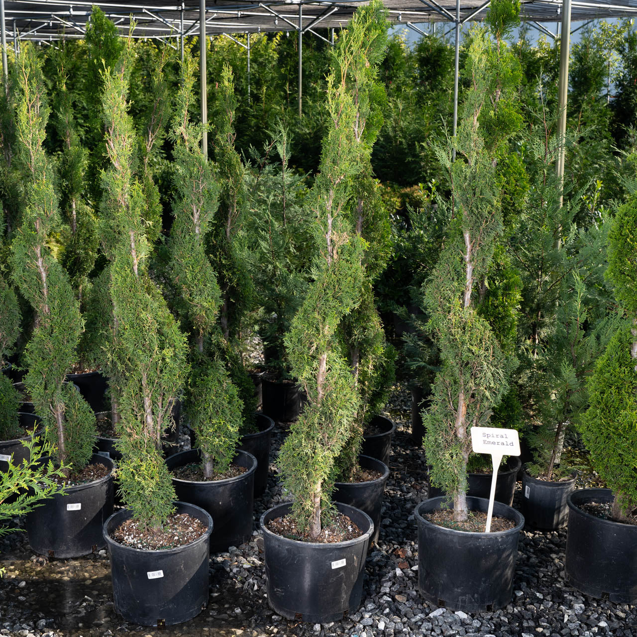 Emerald Green Thuja Spiral