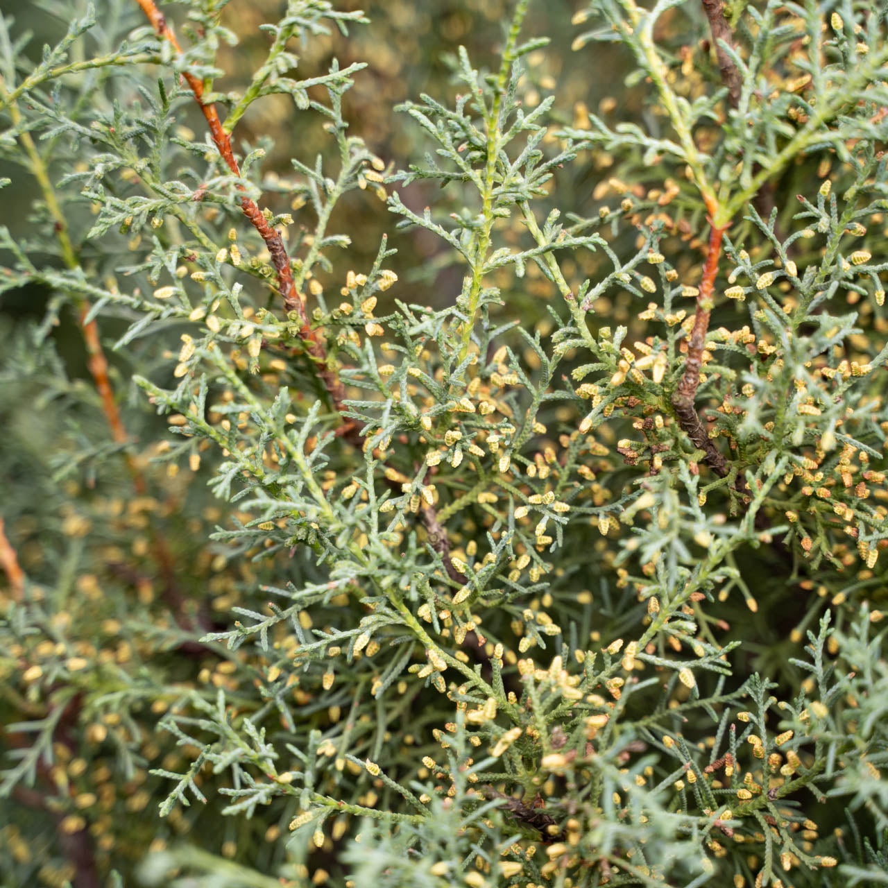 Close up of a cypress plant with thin, green branches and small, yellowish buds or seed pods. The image focuses on the intricate details of the foliage.