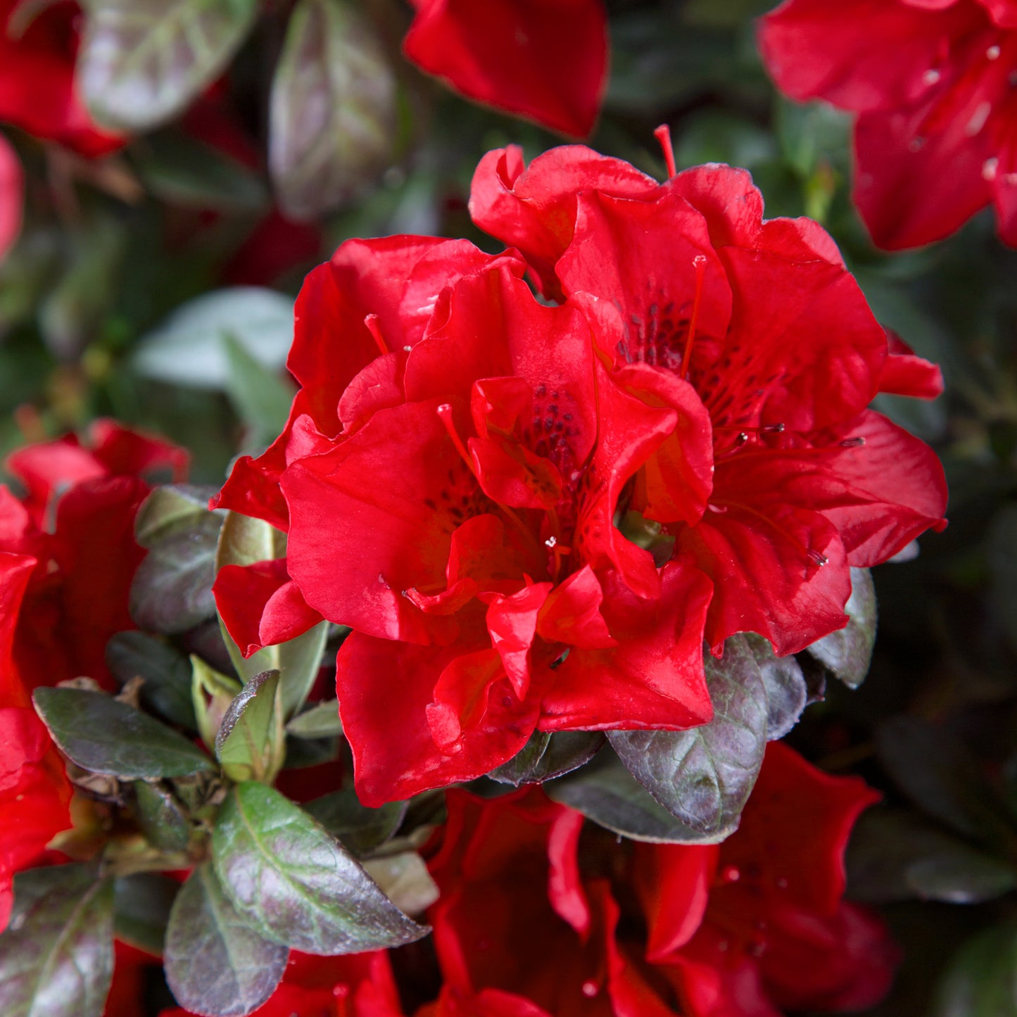 Azalea Encore Autumn Fire Azalea