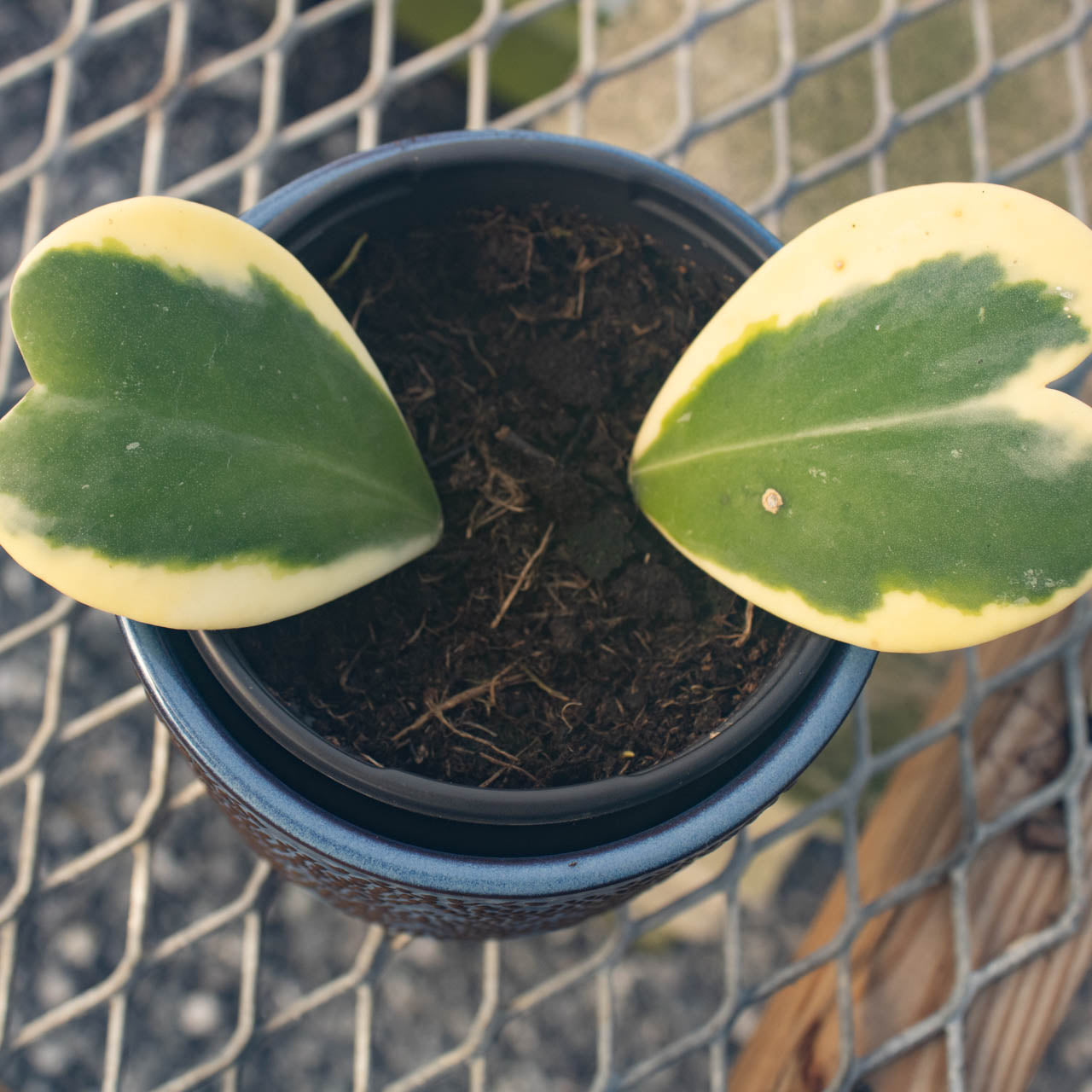 Hoya Heart Variegated Vine
