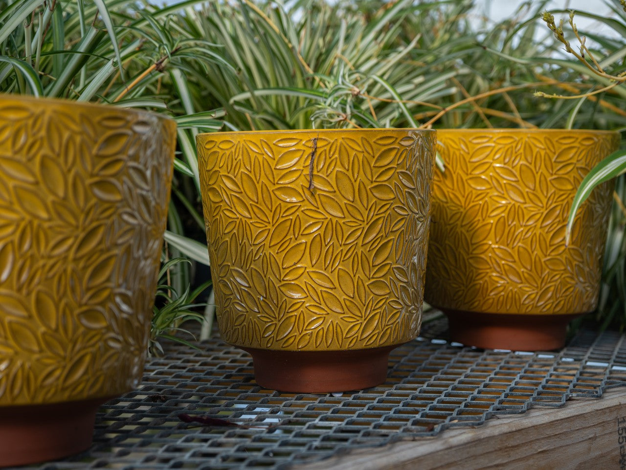 Pottery Chloe Lg Saffron 7.5