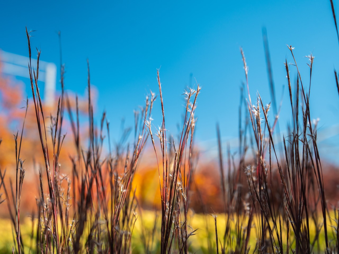 Grass Bluestem Blue Paradise 3 Gallon