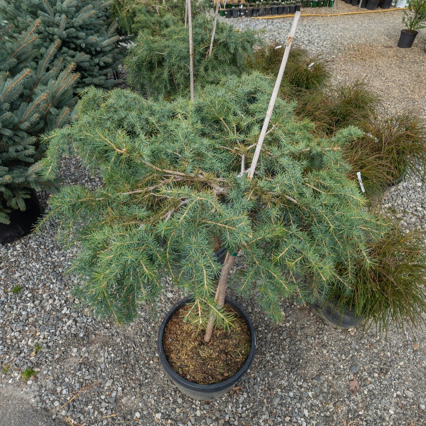 Cedrus Feeling Blue Cedar Standard 10G