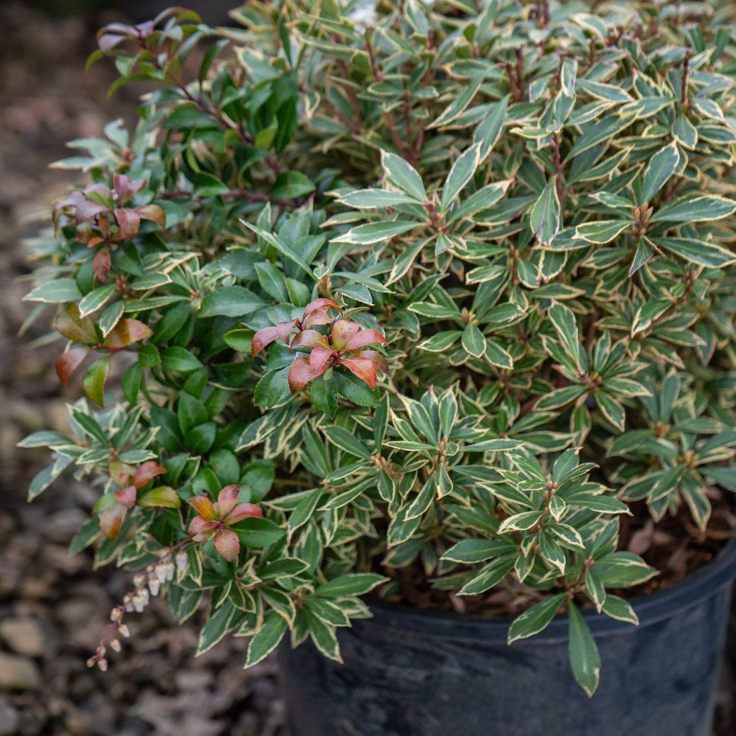 Pieris Japonica Little Heath 3 Gallon