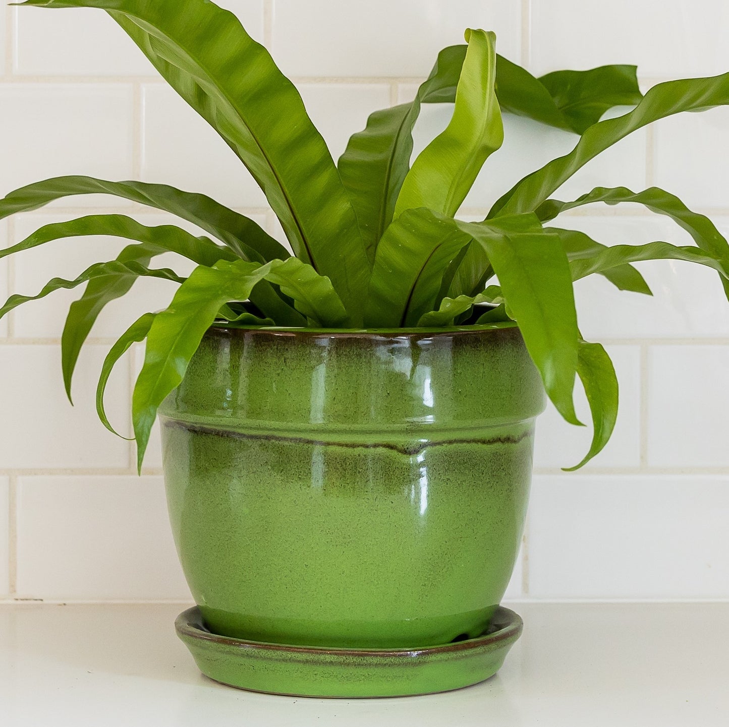 Pottery Standard Glazed 8 Green - 203104