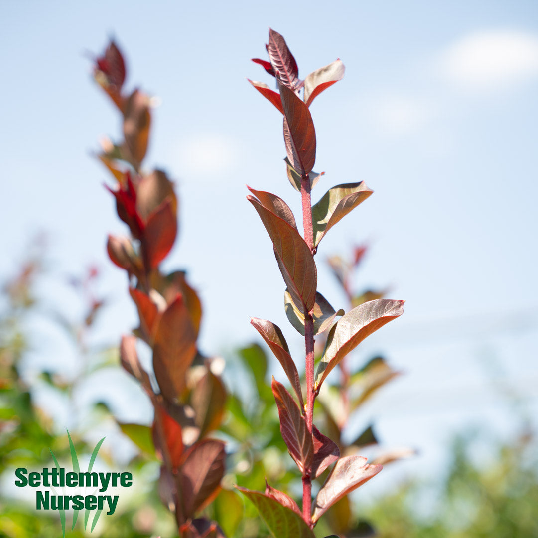 Crepe Myrtle Scarlet Red