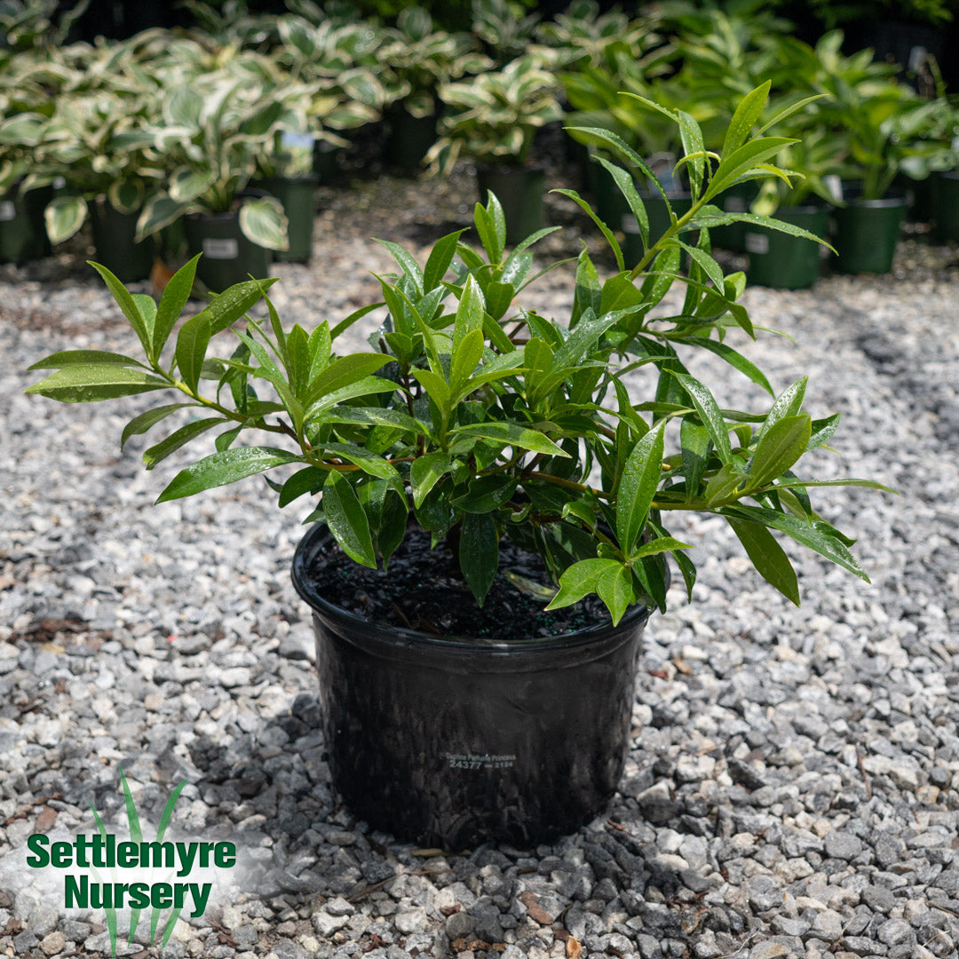 Daphne Perfume Princess Pink 3G