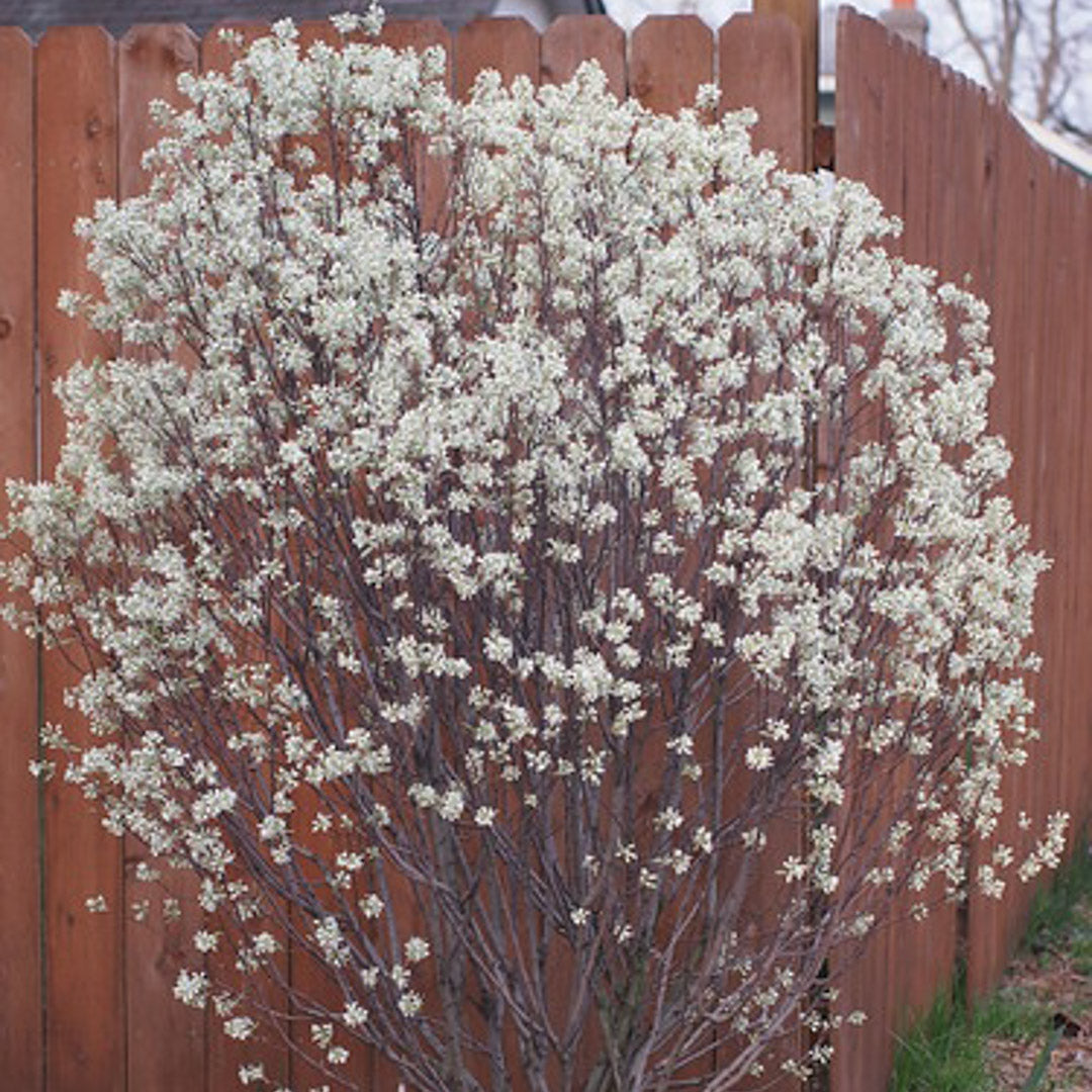 B&B Serviceberry Rainbow Pillar
