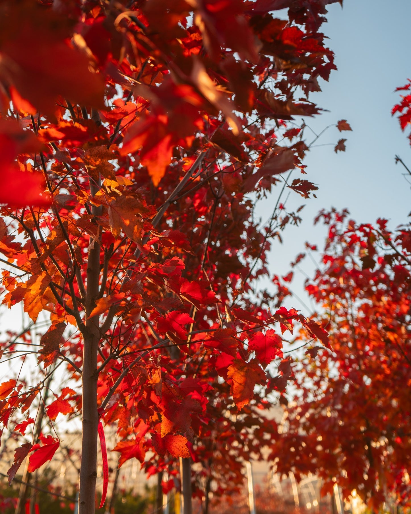 October Glory 2.5 inch