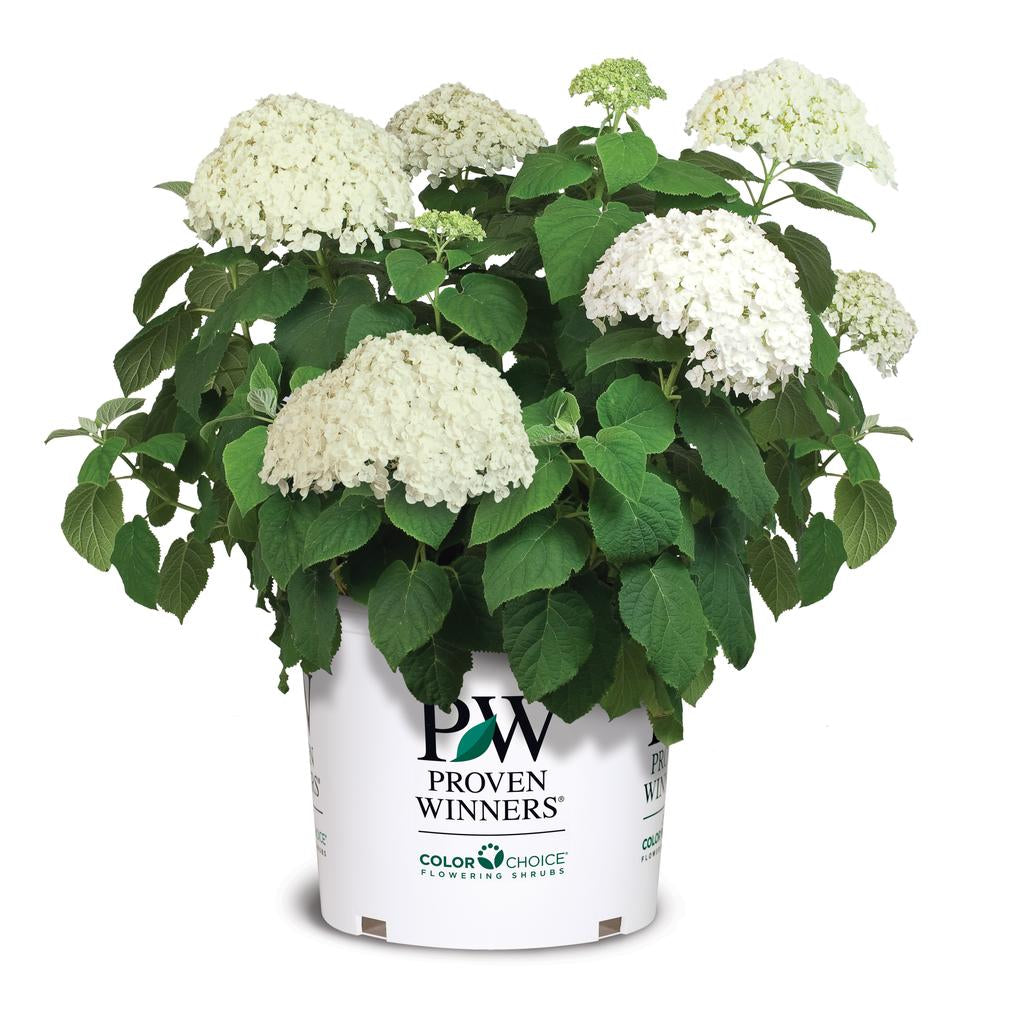 Incrediball White Hydrangea