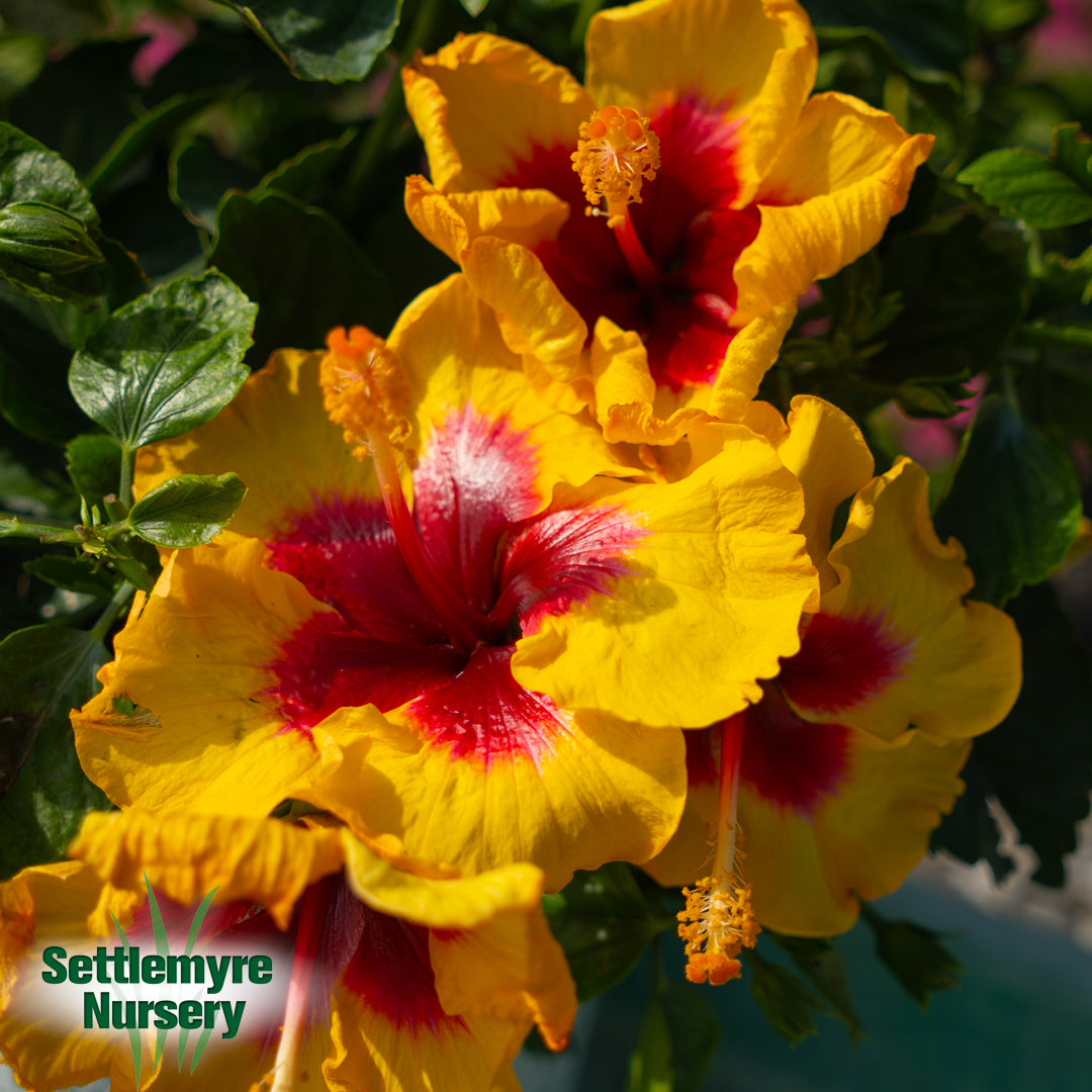 Hibiscus Rico Suave 2G