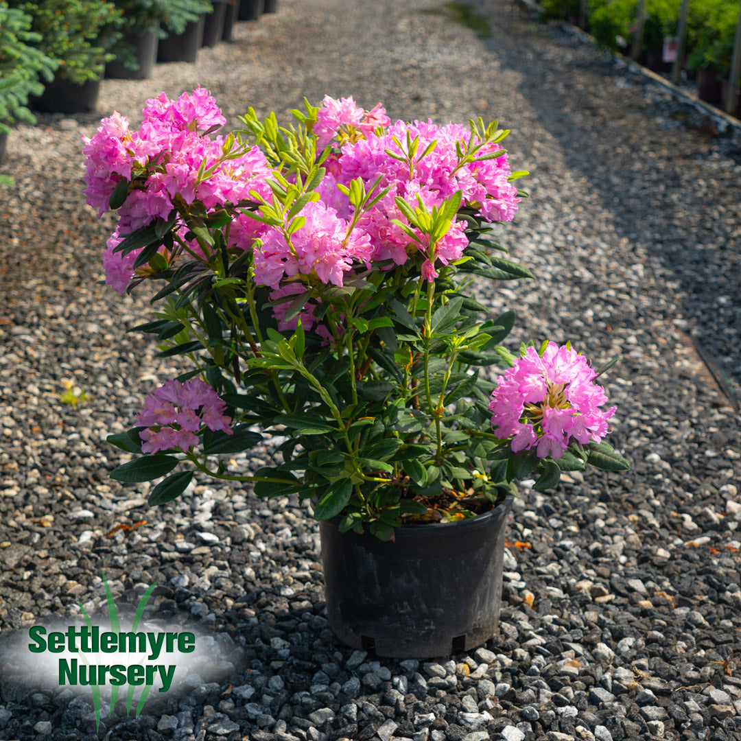 Rhododendron English Roseum PINK 6G