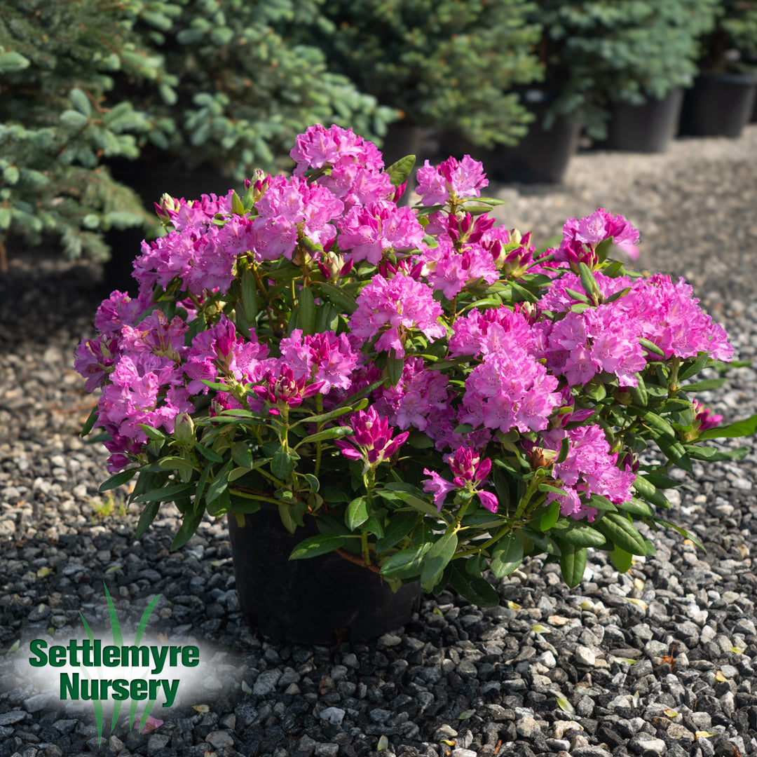 Rhododendron Roseum Elegans Purple 6G