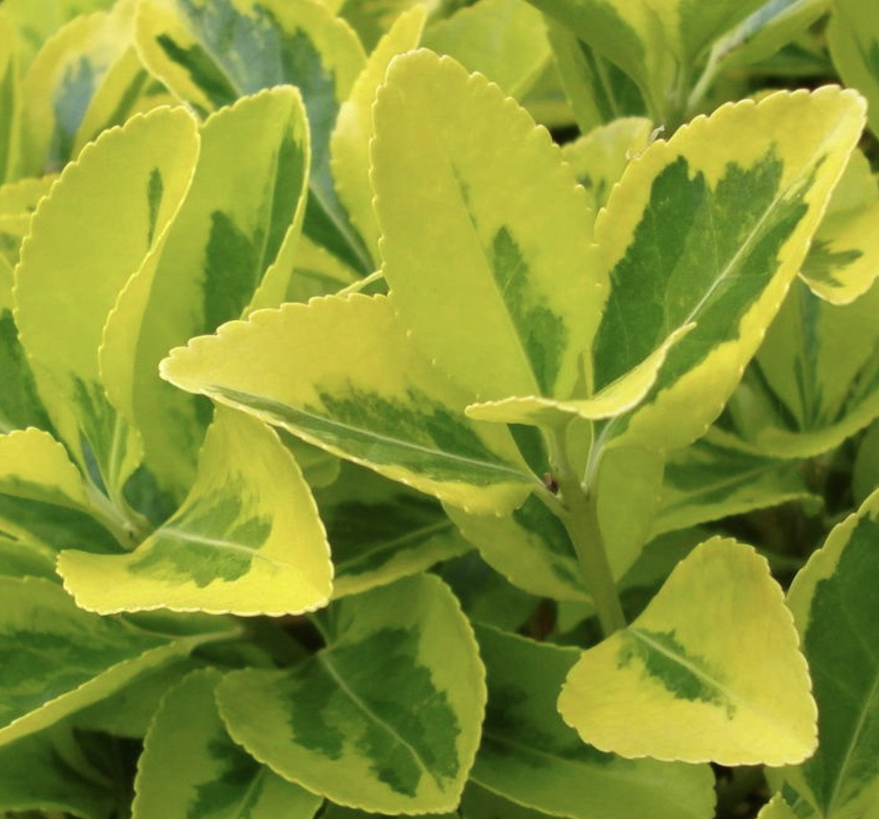 Euonymus Golden 1G