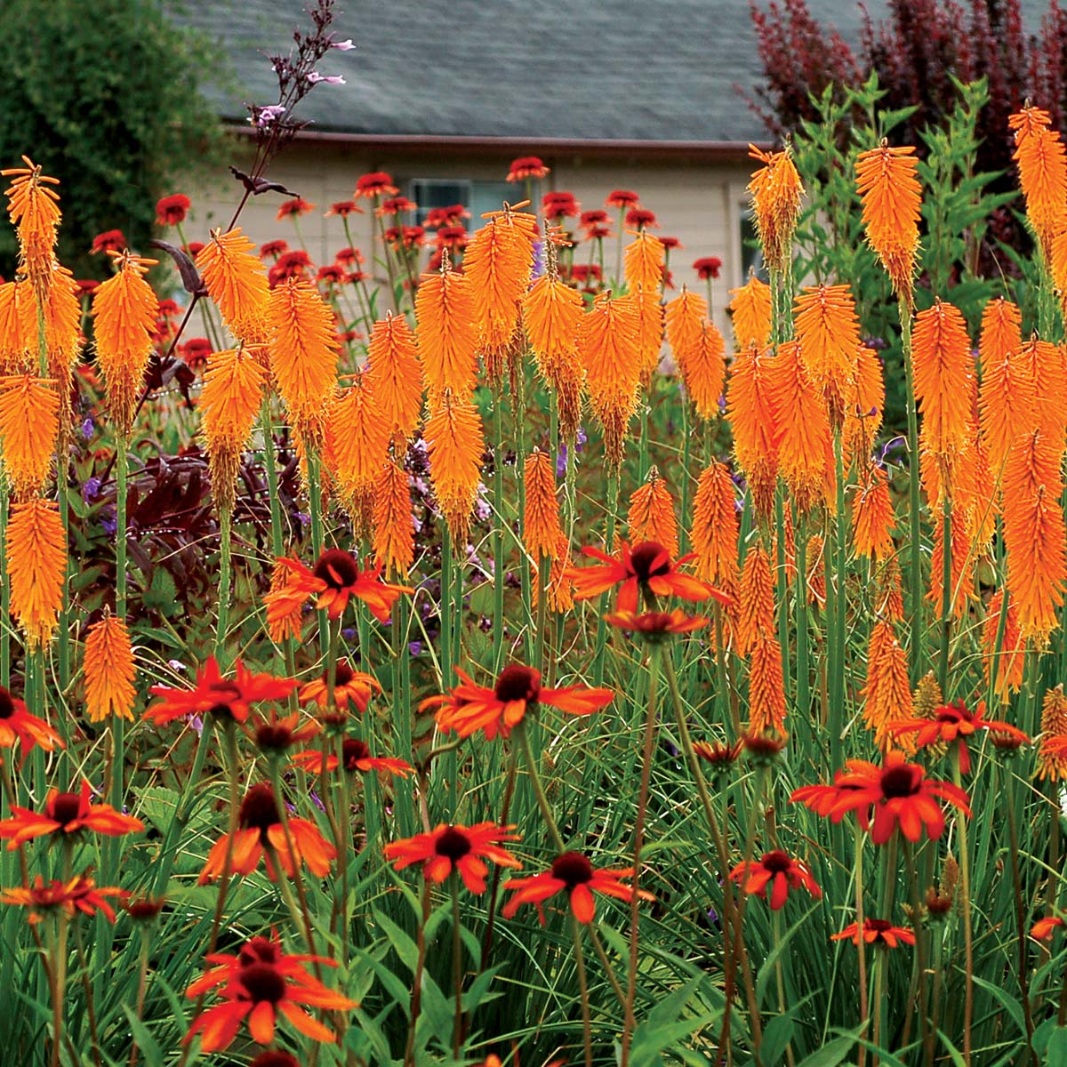 Perennial Red Hot Poker 1 Gallon