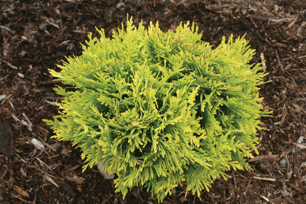 Anna's Magic Ball Arborvitae