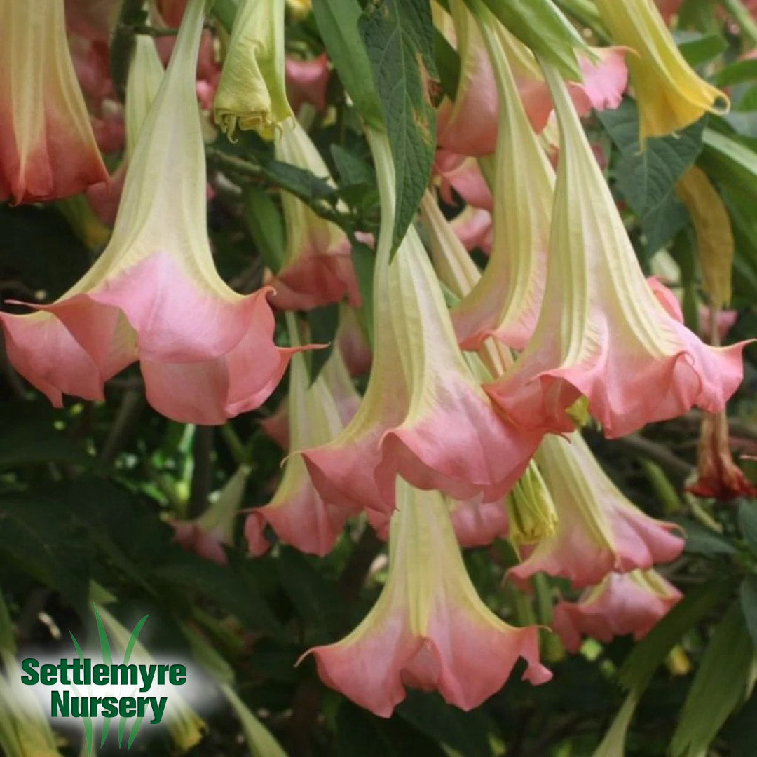Perennial Angel Trumpet Pink 3G