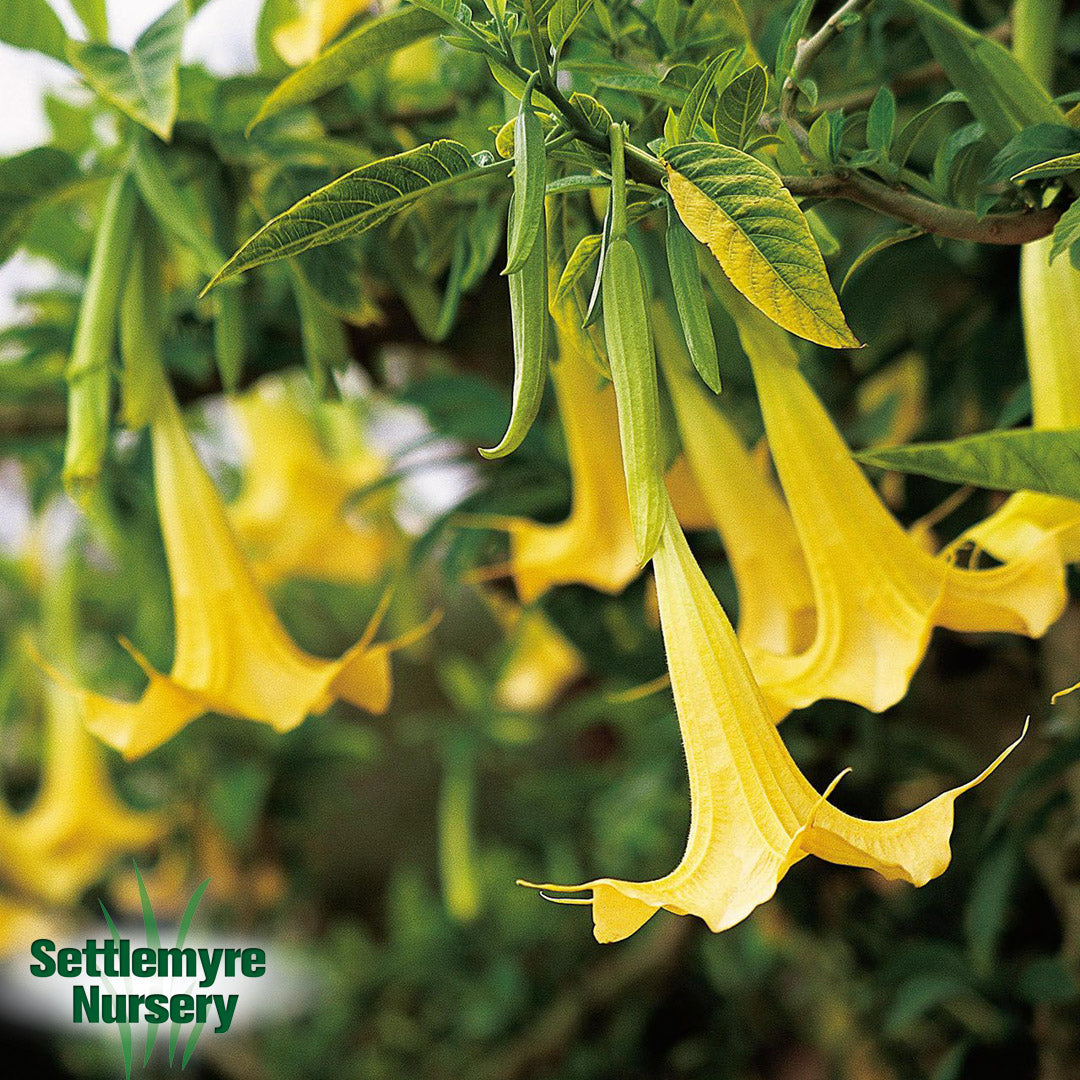 Perennial Angel Trumpet Yellow 3G